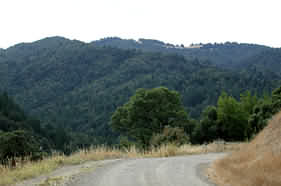 mixed conifer hardwood forest, Mendocino County
